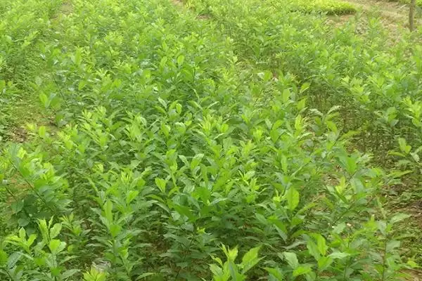 三华李树苗什么时候种植好?种植三华李树苗要把握哪些合适时机?插图1 三华李树苗什么时候种植好?种植三华李树苗要把握哪些合适时机?插图1