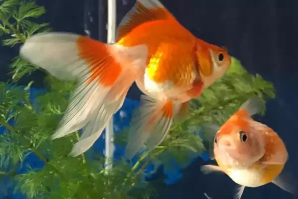 金鱼的食性 ,金鱼会吃水草这种水生植物吗插图1