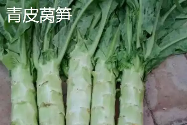 莴笋的产地？了解莴笋产地要知晓哪些主要的地域分布和生长环境信息？插图4