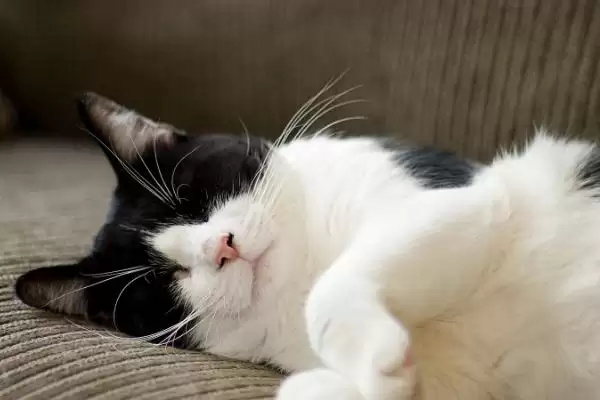 猫咪黑下巴该如何治疗 ,猫咪黑下巴可涂含氟氧沙星药物插图3