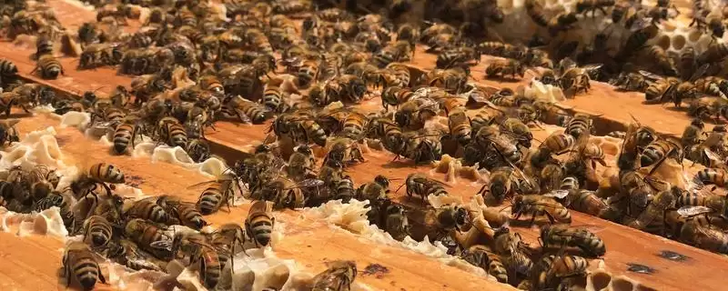 夏季蜂群的管理要点，核心工作是防暑降温-会东网