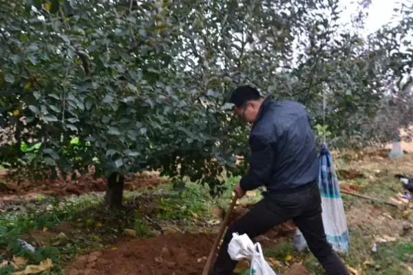 苹果水裂纹发生原因及防治方法，需对症下药插图1