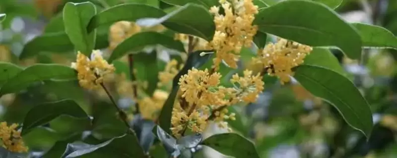 桂花的采摘时间，9-10月份为花期、开花中期适合采收-会东网