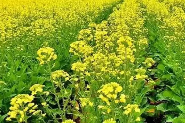 气候变暖是否会影响种植油菜，容易影响油菜的正常积温导致产量下降插图3