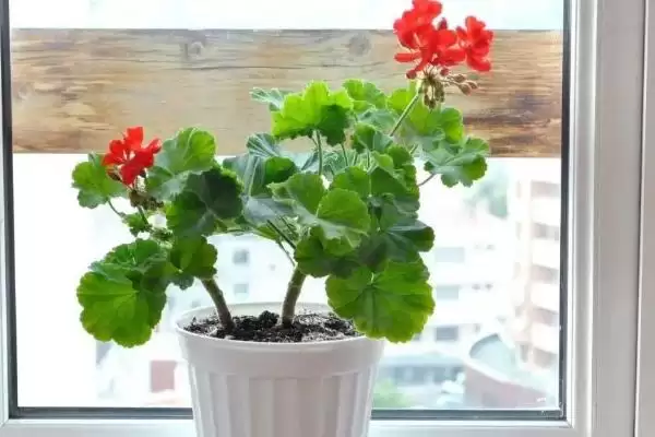 天竺葵的养护方法？养护天竺葵要掌握哪些从光照、浇水到施肥的要点？插图5