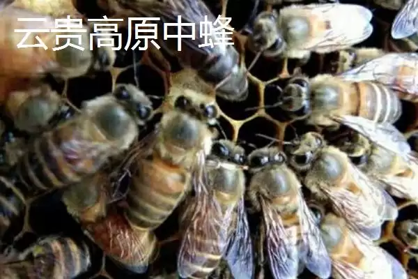 中蜂的品种，群势大小不一插图3