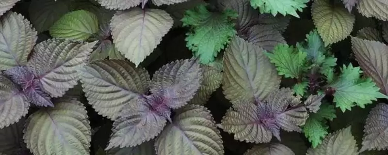 紫苏生长周期属性的要点和判断?判断紫苏生长周期需注意什么?插图 紫苏生长周期属性的要点和判断?判断紫苏生长周期需注意什么?插图