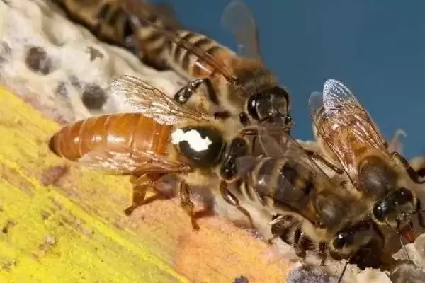 蜂王是如何产生的，分为自然分蜂王、自然交替王、急造王、人工王四种插图4