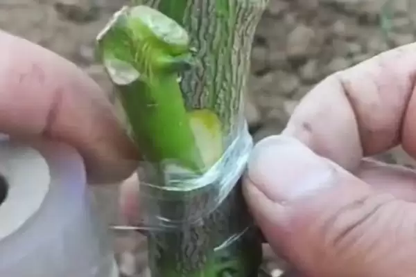 辣椒的嫁接方式 ,辣椒嫁接有哪些具体的方式呢？插图1