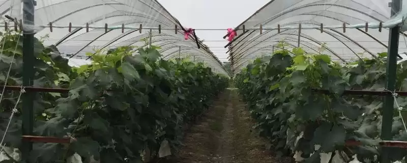 葡萄避雨栽培的利弊分析：减少病害与枝蔓徒长的两面性-会东网