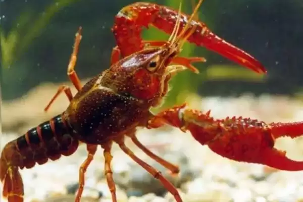 南极小龙虾的神秘世界：生活在150-650米深海域的奇妙生物插图3