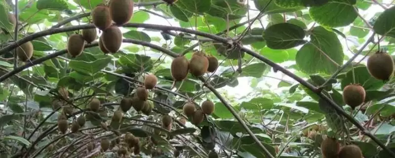 猕猴桃的夏季管理技术有哪些呢 ,猕猴桃夏季施肥应遵循少许多次原则-会东网