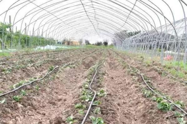 冬季草莓移栽如何提高成活率，及时进行除草松土、培根以及补苗工作插图1