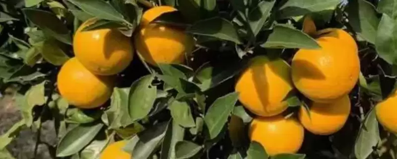 橙子著名产地与品质：赣州作为脐橙主产区的辉煌成就-会东网