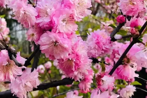 探寻榆叶梅叶子夏季出现焦边原因的方法和重点？探寻榆叶梅叶子夏季出现焦边原因要做好哪些细节？插图2