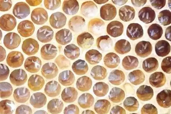 蜜蜂工产介王后的恢复时间，与工产的程度以及蜂王有关插图4