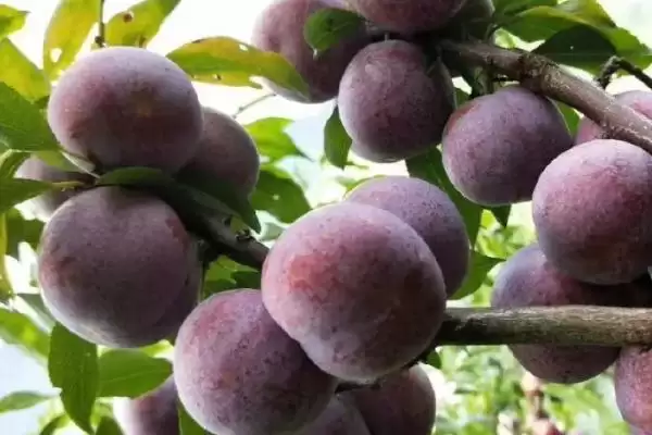 三华李树苗什么时候种植好?种植三华李树苗要把握哪些合适时机?插图3 三华李树苗什么时候种植好?种植三华李树苗要把握哪些合适时机?插图3