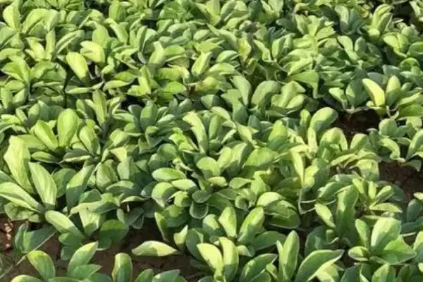 芍药苗什么时候栽，在八月中下旬到九月下旬进行插图3