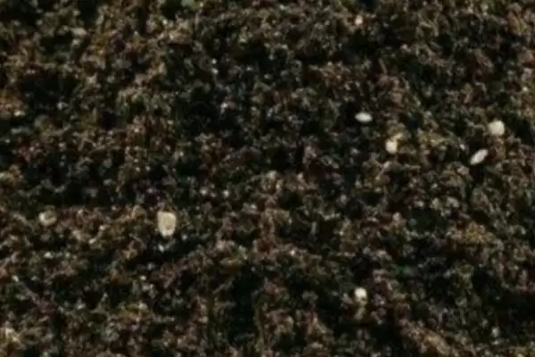 辣椒的育苗技术 ,辣椒种植前浸种时间有何要求？插图1