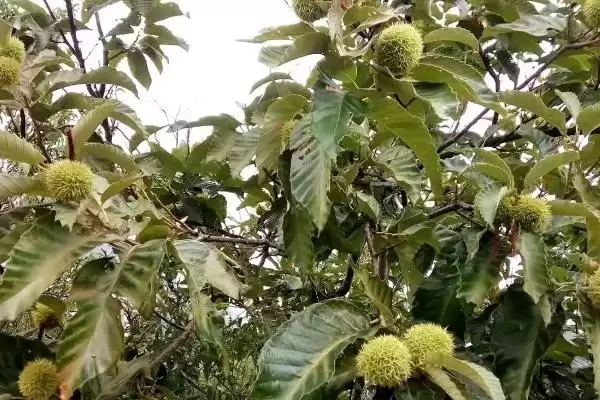 锥栗的种植方法，栽种时间一般在二月份插图4