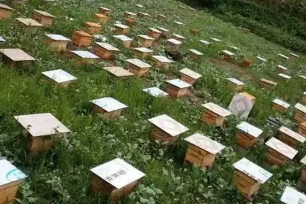 养40箱蜜蜂的年收益，第一年的利润为34000元左右插图1