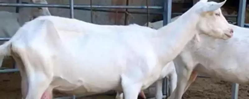 奶羊产奶的真相：不交配就不能泌乳的生理奥秘-会东网