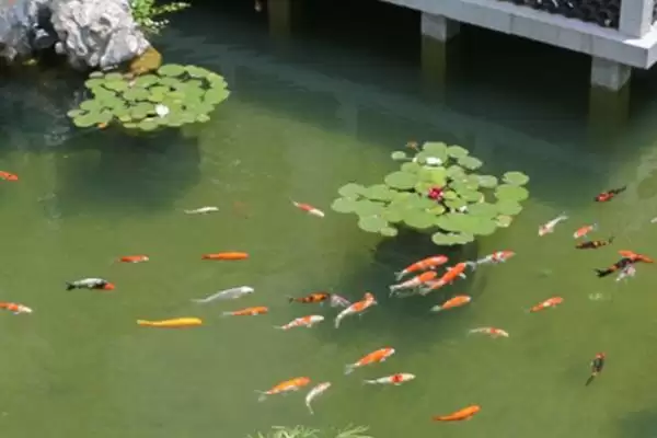 锦鲤池黑青苔的处理方法 ,锦鲤池长黑青苔该怎么清理插图3
