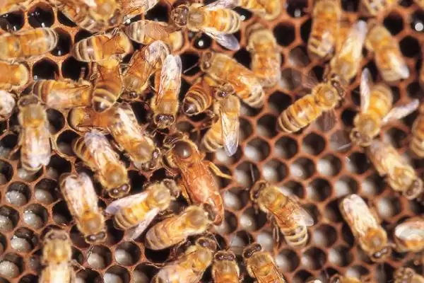 蜜蜂常见病虫害和防治方法，常见的病虫害有囊状幼虫病、爬蜂病、白垩病插图1