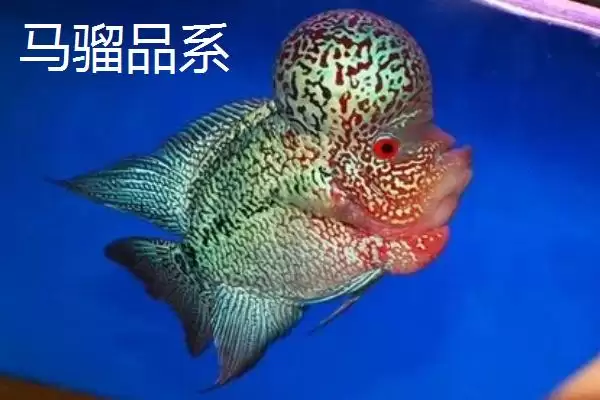罗汉鱼起头时间是什么时候 ,珍珠品系罗汉鱼何时起头插图3