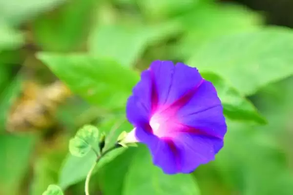 牵牛花的顽强生命力：花朵颜色多且生命力强的奥秘插图1