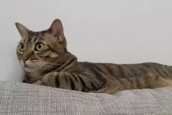 猫眼睛总是饱含泪水是何原因 ,猫患结膜炎可能致眼睛总含泪插图1