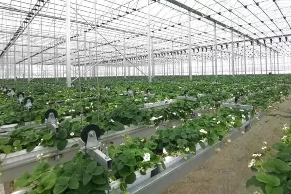 种植大棚草莓有没有风险，掌握好技术则风险较小插图2