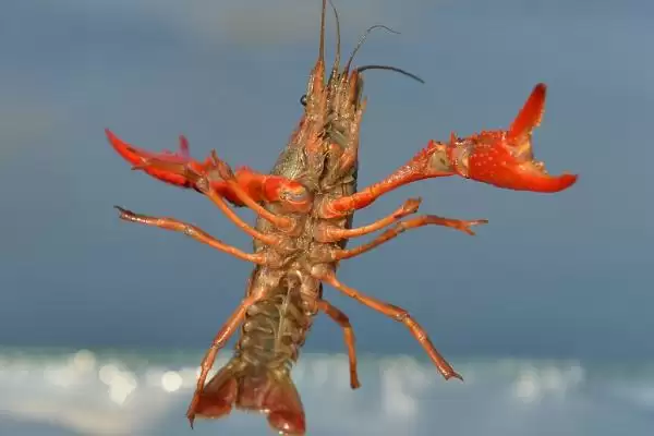南极小龙虾的神秘世界：生活在150-650米深海域的奇妙生物插图1