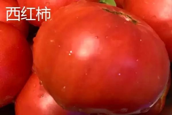 圣女果简介？认识圣女果要了解哪些关键的植物形态和品种特性？插图4