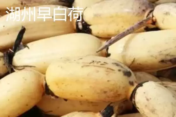 莲藕的优质品种 ,有哪些好吃的莲藕品种推荐呢?插图4 莲藕的优质品种 ,有哪些好吃的莲藕品种推荐呢?插图4