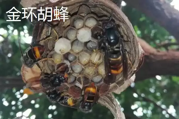 金环胡蜂是什么蜂，是体型最大的胡蜂插图5