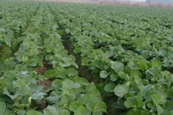 哪些油菜种子品种的出油率最高，中双11号、阳光2009、阳光198等品种的含油量均超过40%插图3