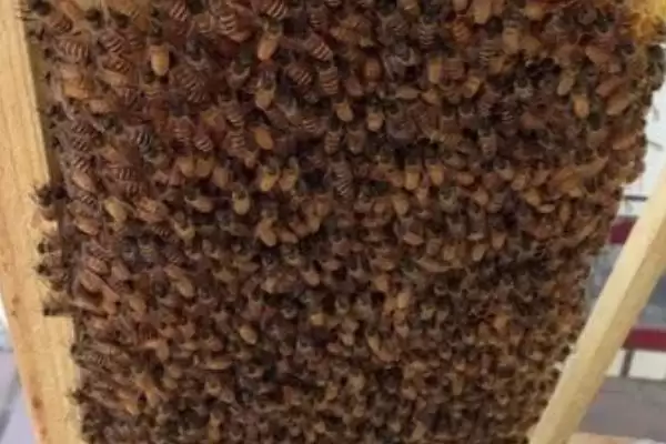 意蜂秋繁关王的目的，是为了保存蜂群的越冬实力插图1