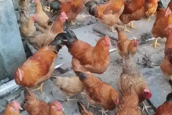 计算散养土鸡成本的方法和重点？养鸡要做好哪些成本核算？插图15