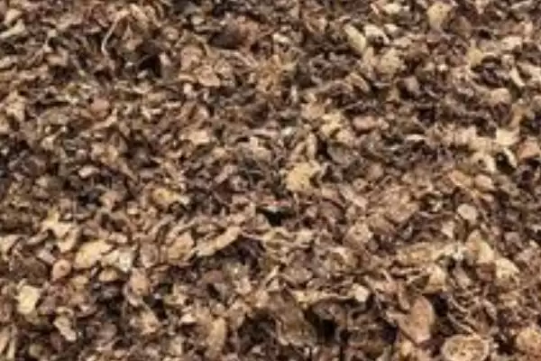 竹笋壳做肥料的可行性和要点？利用竹笋壳做肥料需注意什么？插图3
