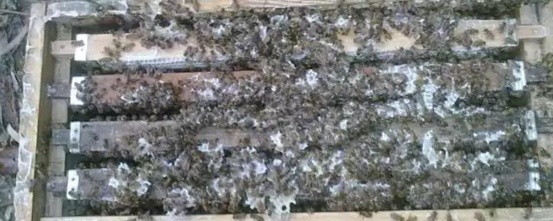 活框蜂箱介绍，可根据养蜂人的意愿自由调整-会东网