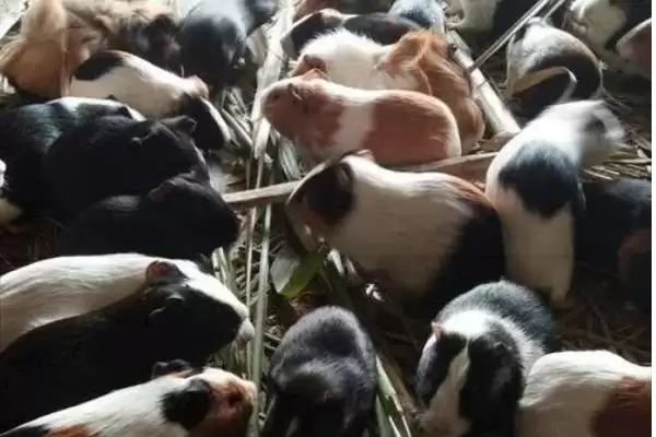 豚鼠的饲养常识？饲养豚鼠要了解哪些关键的喂养、环境和健康管理要点？插图2