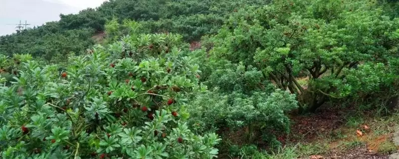 种植杨梅的方法和重点？种植杨梅要做好哪些细节？-会东网
