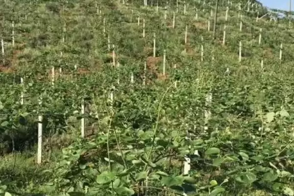 种植猕猴桃预防冻害的方法和重点？种植猕猴桃防冻需注意什么？插图1