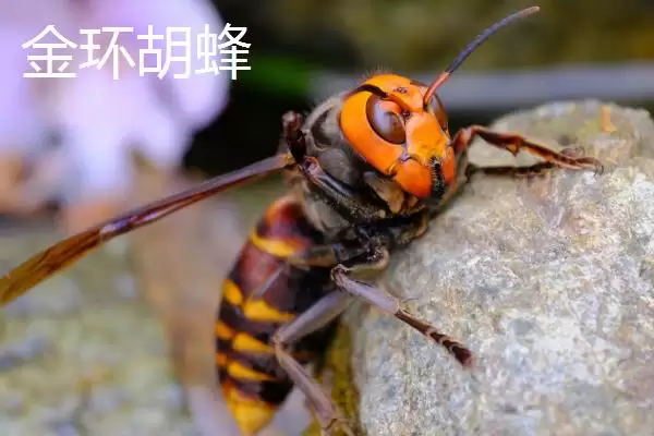 杀人蜂是什么蜂，实际上是多种剧毒蜂类的俗称插图2