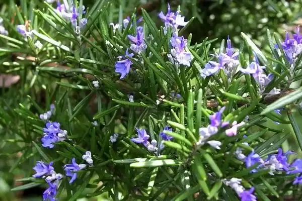 认识紫色花卉品种的方法和重点？认识紫色花卉品种要做好哪些细节？插图5