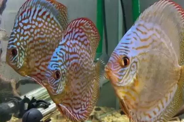 七彩神仙鱼饲料选择秘籍：冷冻红虫、线虫等食物的营养插图3