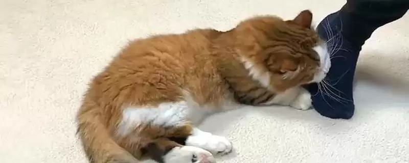 猫咪爱啃脚是怎么回事呢 ,猫咪啃脚是清洁还是玩闹-会东网