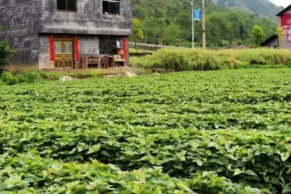 紫薯市场前景的分析和要点？分析紫薯市场需关注哪些关键要素？插图3