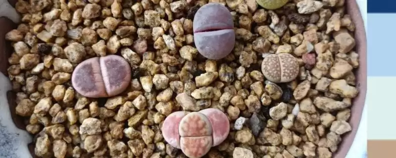 生石花的养殖方法？养殖生石花要掌握哪些关键的养护方法和要点？-会东网
